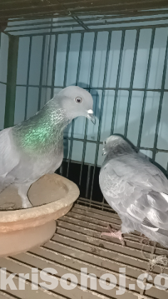 একজোড়া রেসিং হোমার কবুতর বিক্রি করা হবে